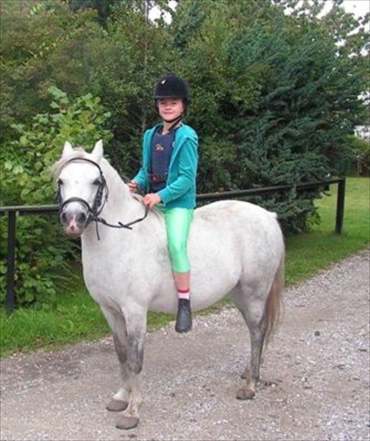 Welsh Pony (sec B) Rosengårdens Pollyanna - Hyggetur i skoven billede 11