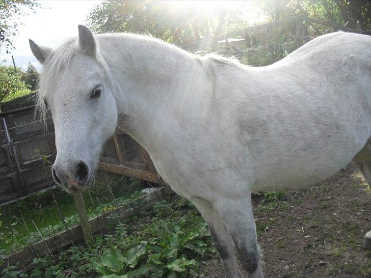 Welsh Pony (sec B) Rosengårdens Pollyanna - Hun er bare så smuk jeg elsker hende billede 12