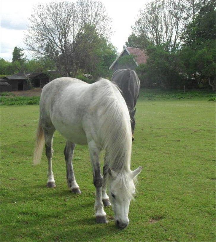 Welsh Pony (sec B) Rosengårdens Pollyanna - Aftenhygge på folden billede 13