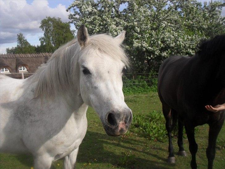 Welsh Pony (sec B) Rosengårdens Pollyanna - Jeg elsker dig Pollyanna for evigt billede 14