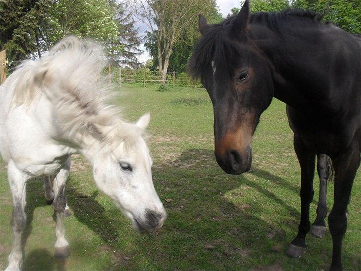 Welsh Pony (sec B) Rosengårdens Pollyanna - hæ hæ har lige rullet mig billede 15