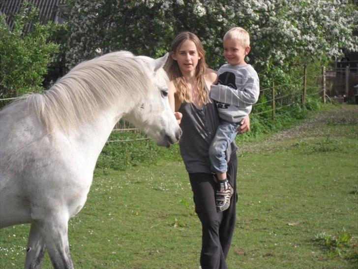 Welsh Pony (sec B) Rosengårdens Pollyanna - Pollyanna hilser på min storesøster og ene lillebror billede 16