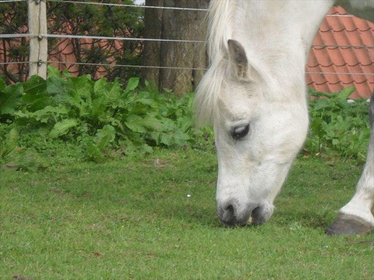 Welsh Pony (sec B) Rosengårdens Pollyanna - Hun elsker mad nam nam
 billede 17