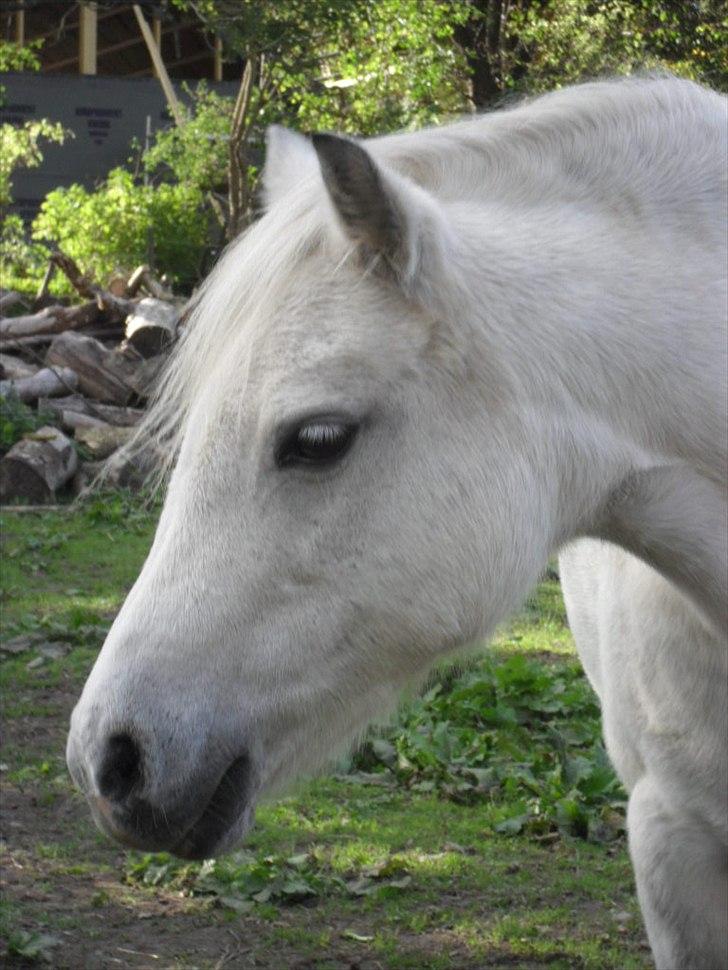 Welsh Pony (sec B) Rosengårdens Pollyanna - Dejlige Pollyanna billede 18