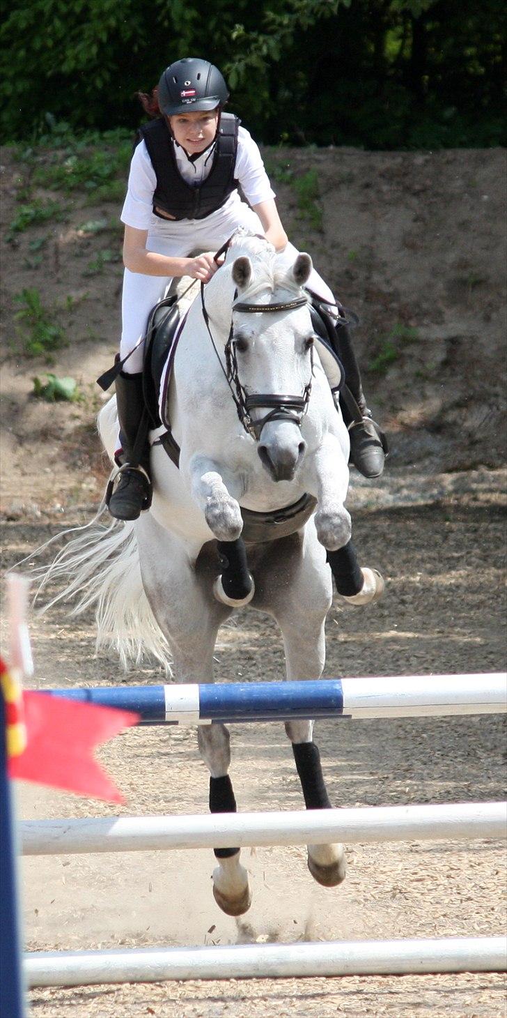 Hollandsk Sportspony Amigo A-pony - Aabenraa Sydjysk Horse Show LB2**´ billede 4