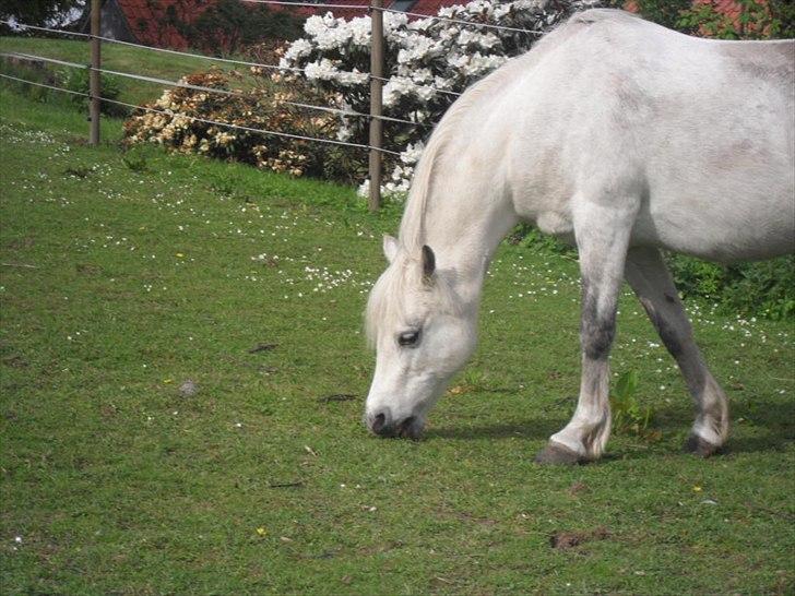 Welsh Pony (sec B) Rosengårdens Pollyanna - Du er min og perfekt til mig billede 19