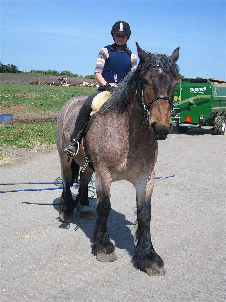 Belgier Mette Støvringgård  - Mette i Ridning så hun er klar til Dyrskuet. Træning d. 21-05-2011 billede 11