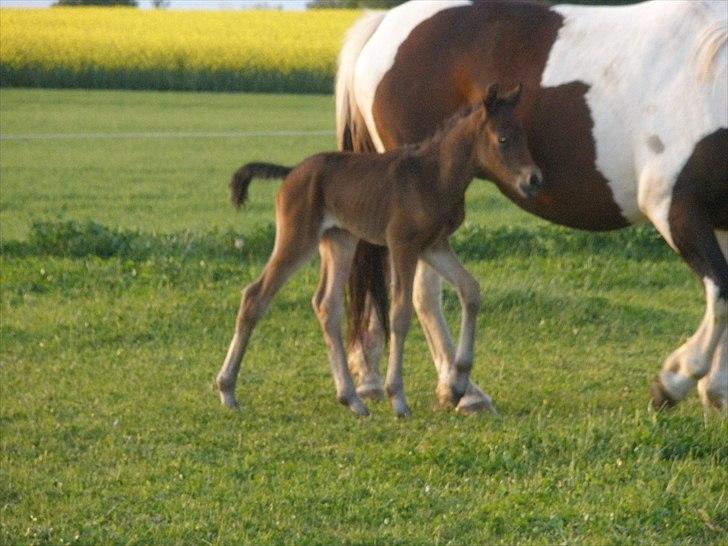 Pinto Precilla billede 1