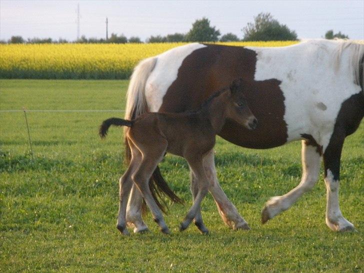 Pinto Precilla billede 2
