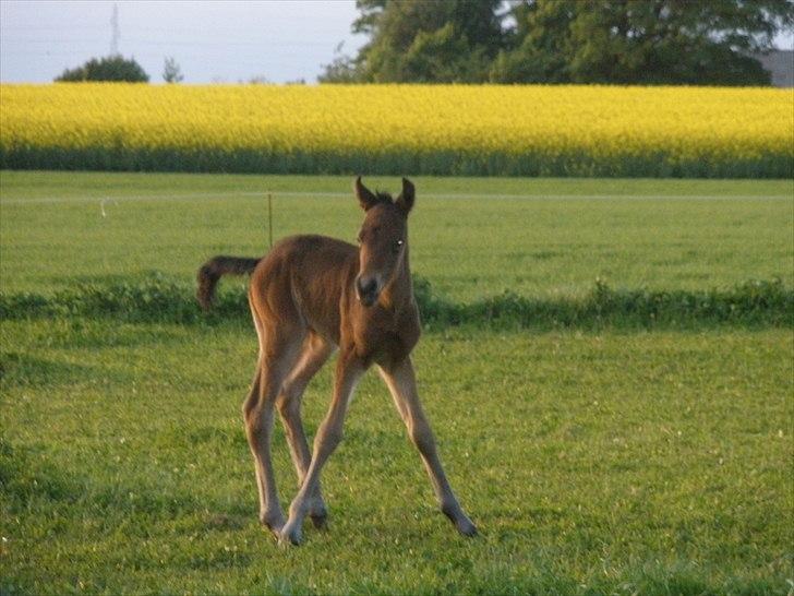 Pinto Precilla billede 3
