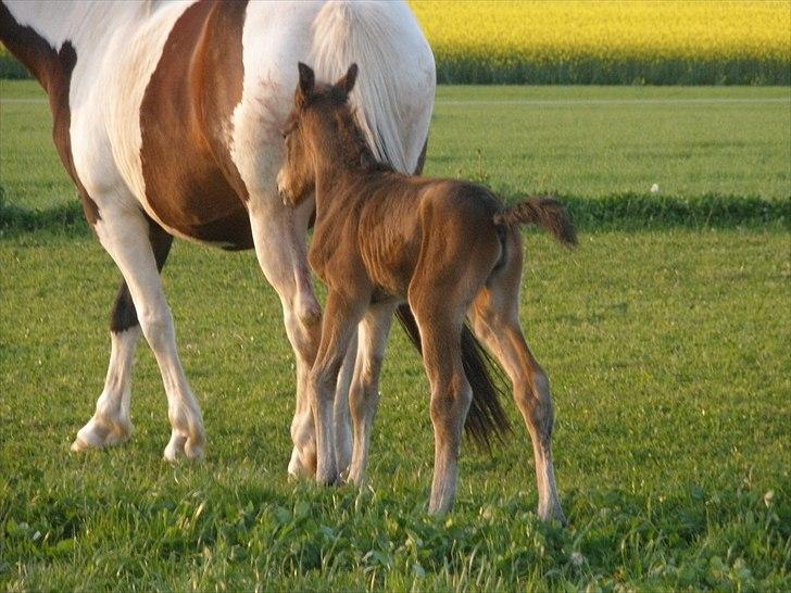 Pinto Precilla billede 4