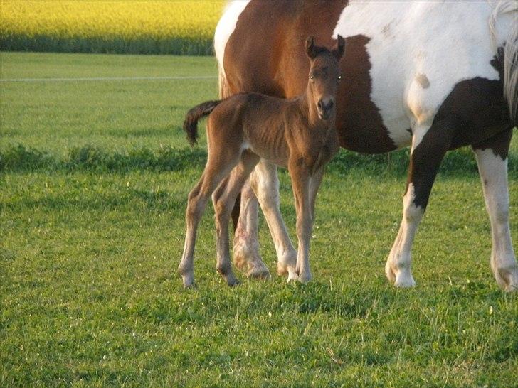Pinto Precilla billede 5