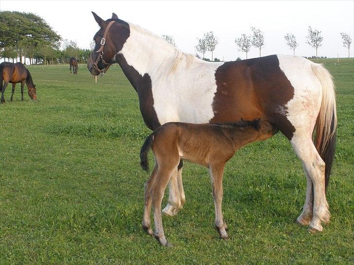 Pinto Precilla billede 6