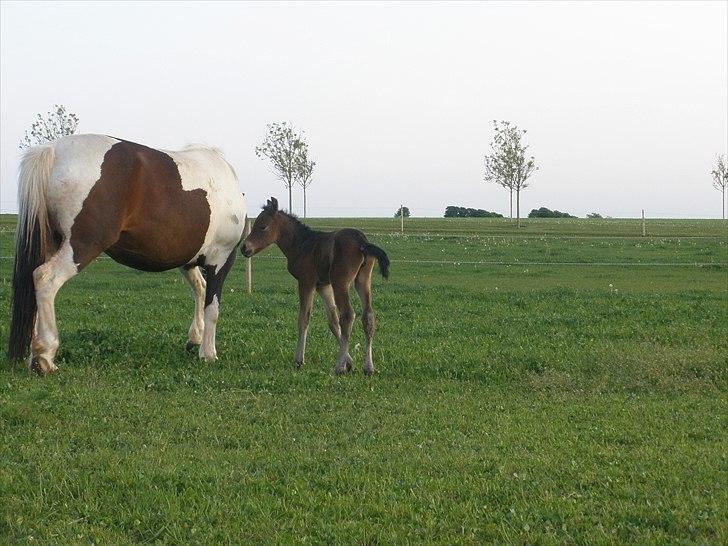 Pinto Precilla billede 7