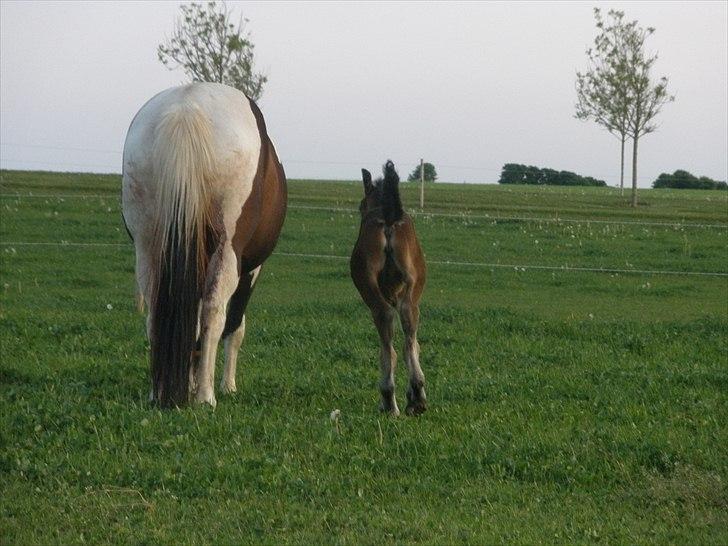 Pinto Precilla billede 8