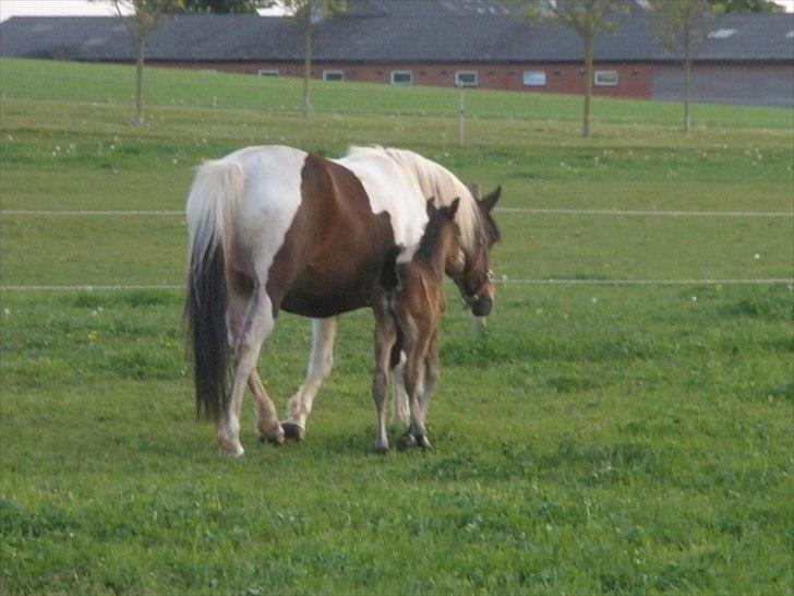 Pinto Precilla billede 9