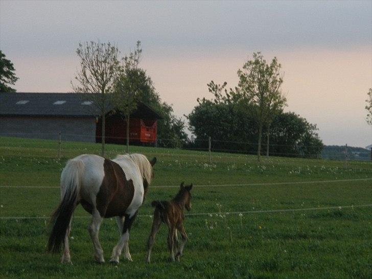 Pinto Precilla billede 10