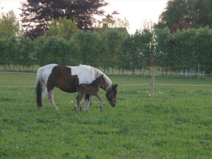 Pinto Precilla billede 11