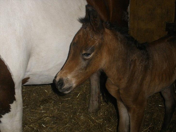 Pinto Precilla billede 12