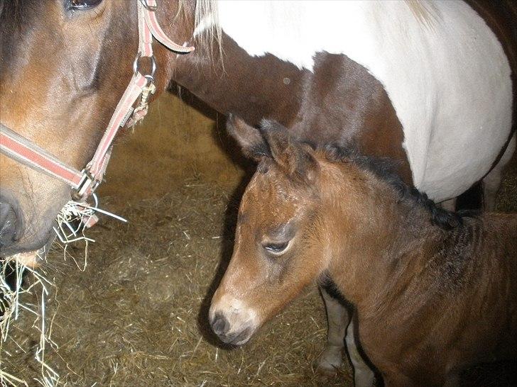 Pinto Precilla billede 13