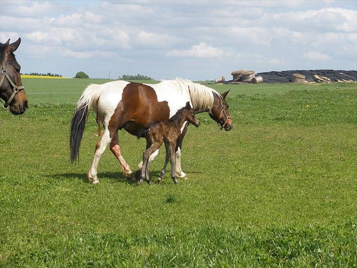 Pinto Precilla billede 14