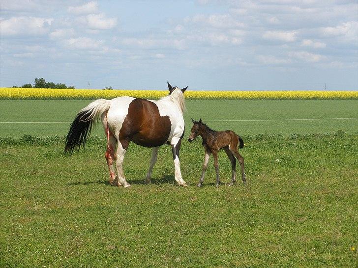 Pinto Precilla billede 15