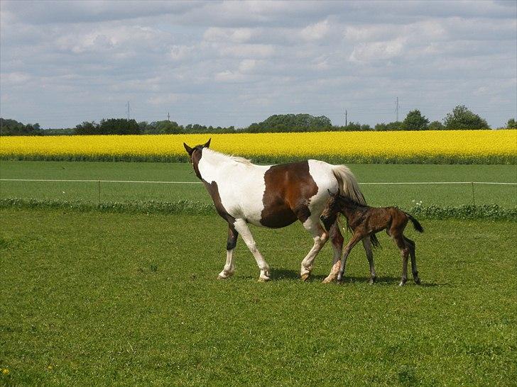 Pinto Precilla billede 16