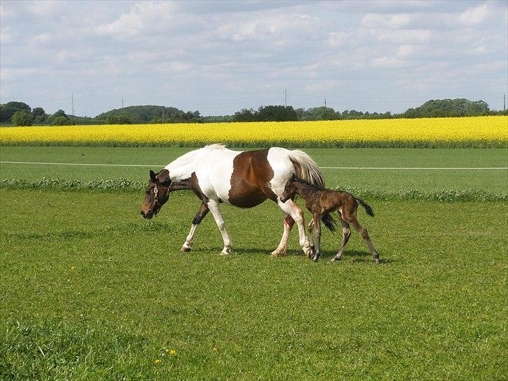 Pinto Precilla billede 17