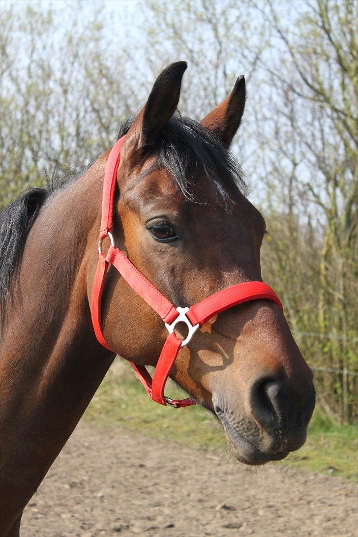 Anden særlig race Balcarno Star billede 2