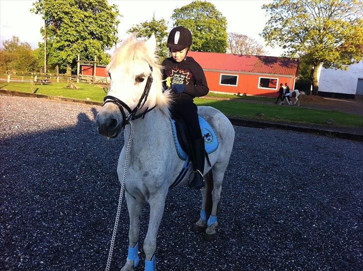 Anden særlig race Felix billede 2