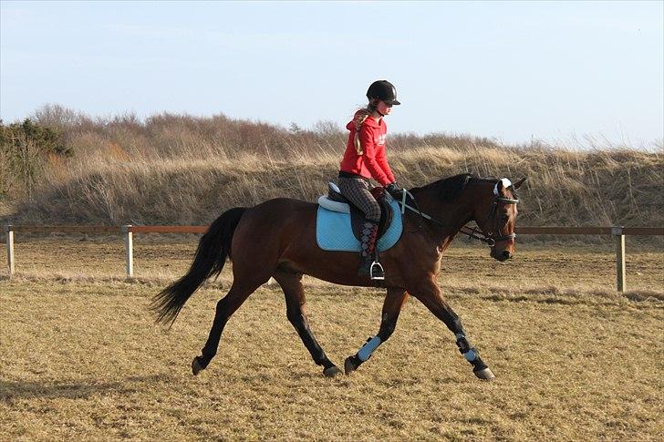 Anden særlig race Balcarno Star billede 6