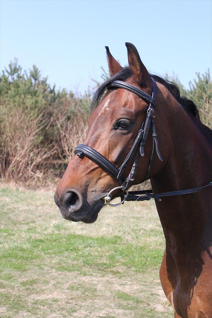 Anden særlig race Balcarno Star billede 7