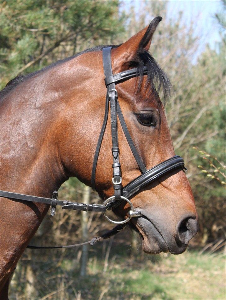 Anden særlig race Balcarno Star billede 8