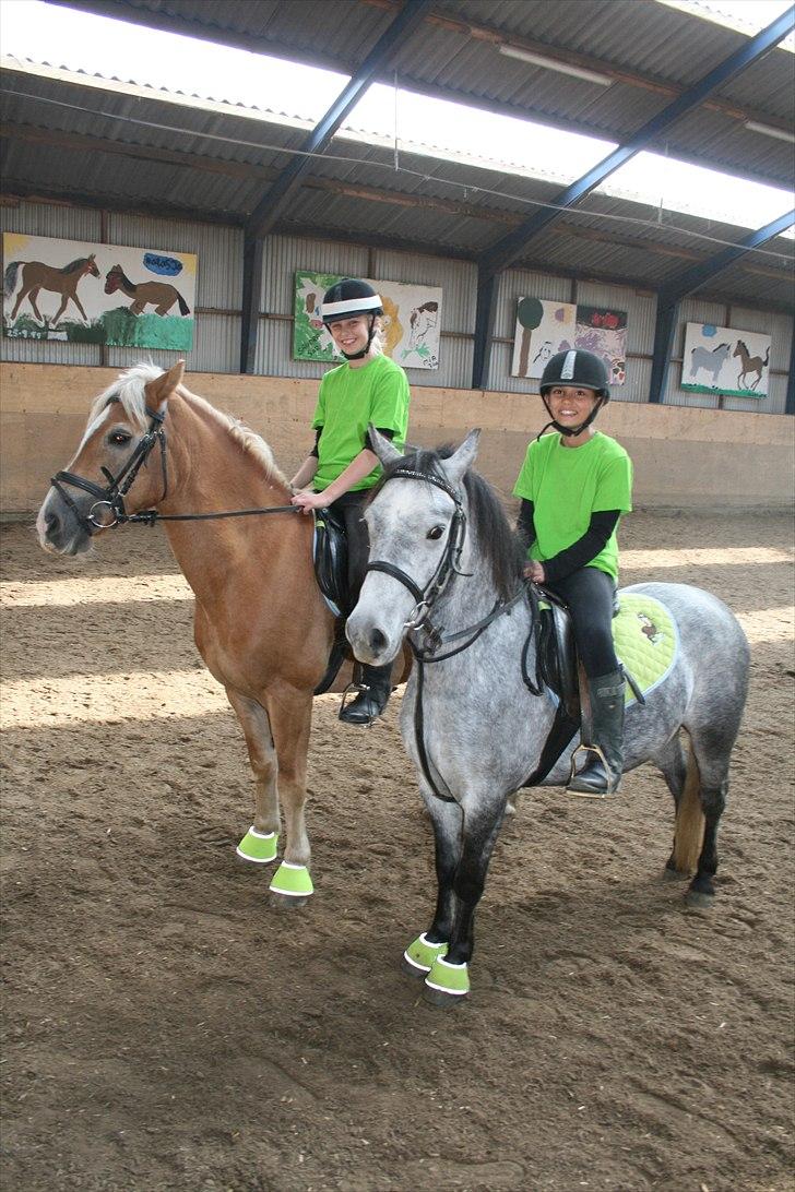 Welsh Pony (sec B) Dustin<3 SOLGT billede 9