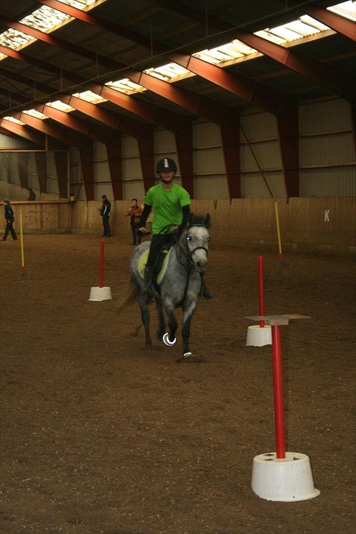 Welsh Pony (sec B) Dustin<3 SOLGT billede 11