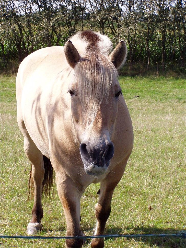 Fjordhest Flicka - verdens dejligste hest billede 1