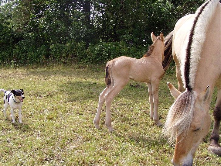 Fjordhest Flicka - Flicka og Ros-a-li, som er hendes datter fra 2007. Hendes far er Saam-A-Li billede 2