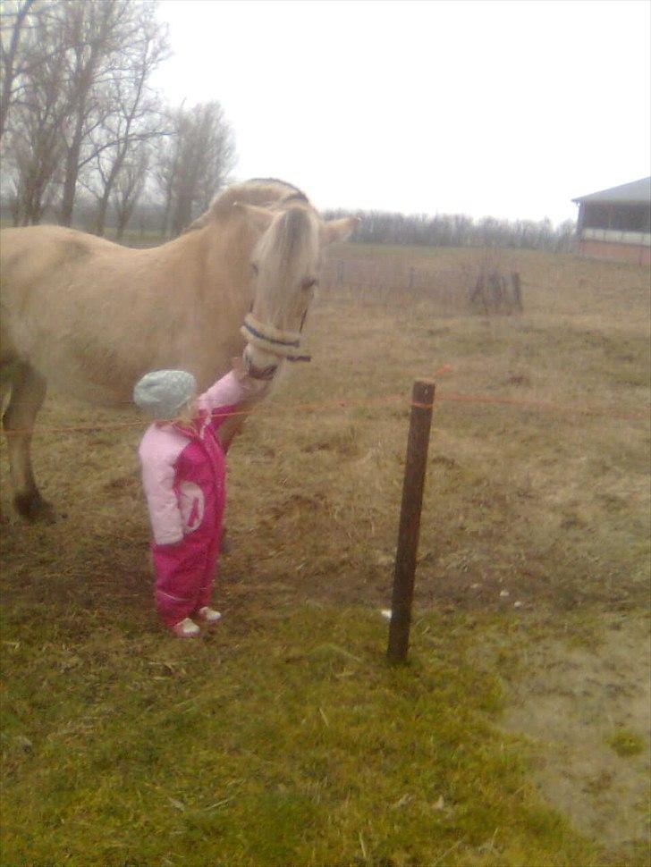 Fjordhest Flicka - Lærke og Flicka. Lærke er min datter fra 2005, hun får nogle gange en tur på flicka. Flicka er så rolig at Lærke kan kravle under maven på hende billede 3