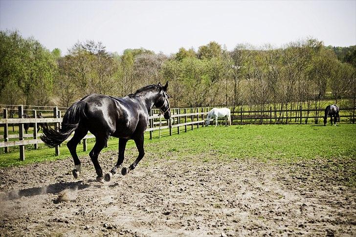 Oldenborg Damgaards Kivi Viola billede 7