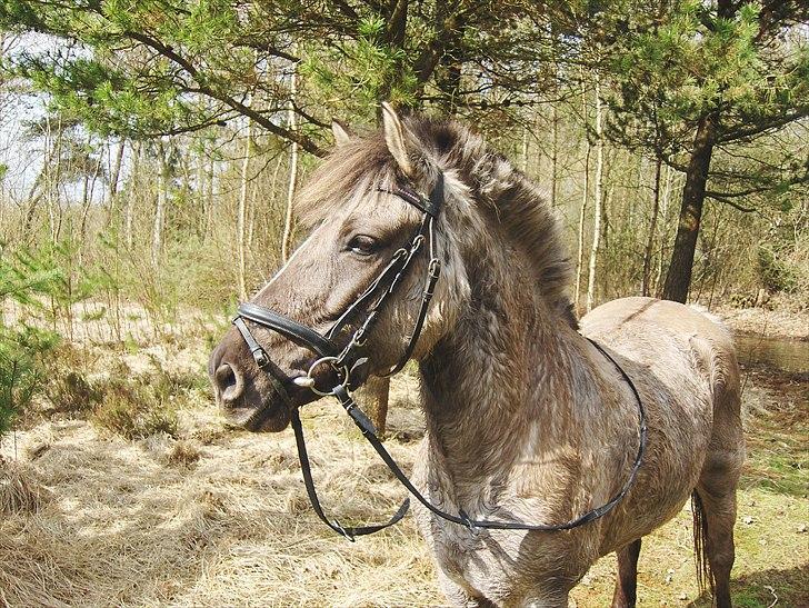 Anden særlig race Lola billede 13