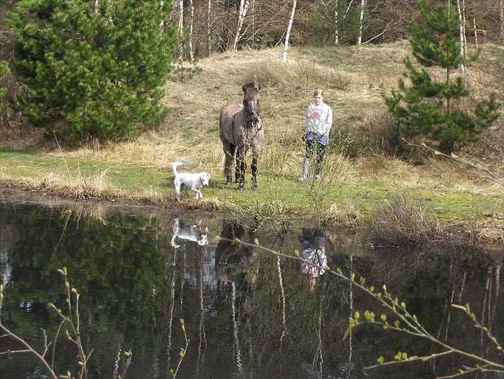 Anden særlig race Lola billede 17