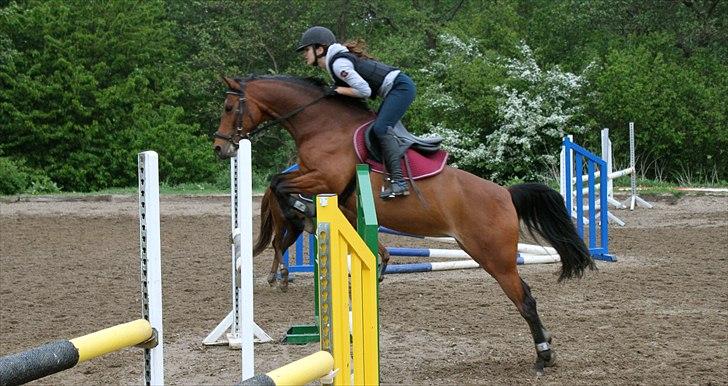 Welsh Pony (sec B) BRIACICOLE'S WELSHA billede 4