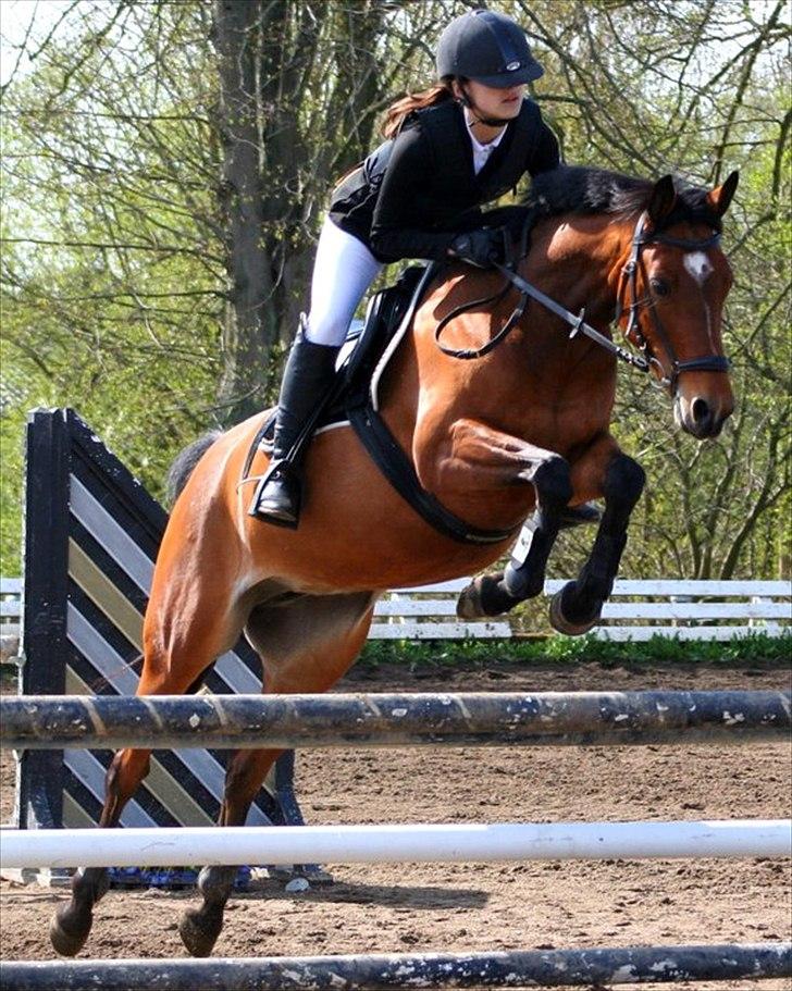 Welsh Pony (sec B) BRIACICOLE'S WELSHA - - Taget af Louise R. Sørensen billede 5