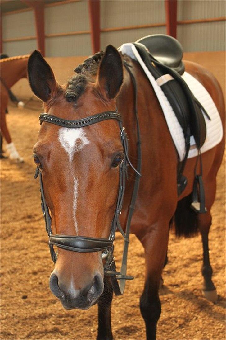 Welsh Pony (sec B) BRIACICOLE'S WELSHA - <3 billede 6