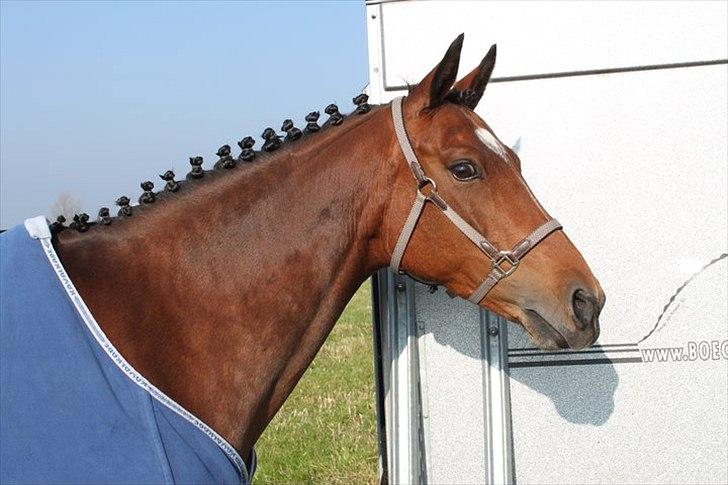 Welsh Pony (sec B) BRIACICOLE'S WELSHA - Smukke Tiffi <3 billede 7