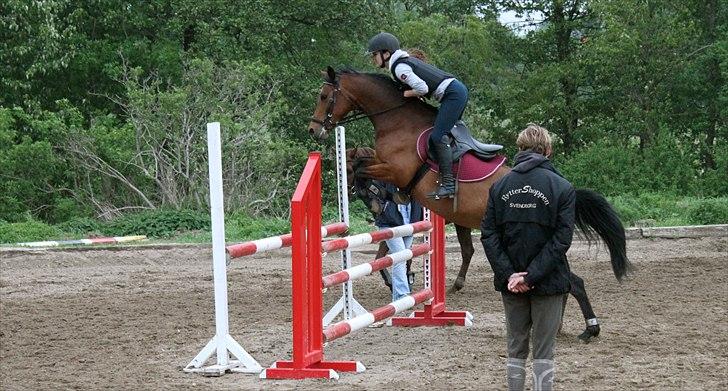 Welsh Pony (sec B) BRIACICOLE'S WELSHA billede 10