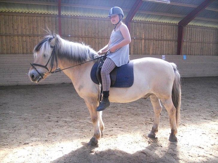 Fjordhest Claus - <3 (Foto: Lara) billede 2