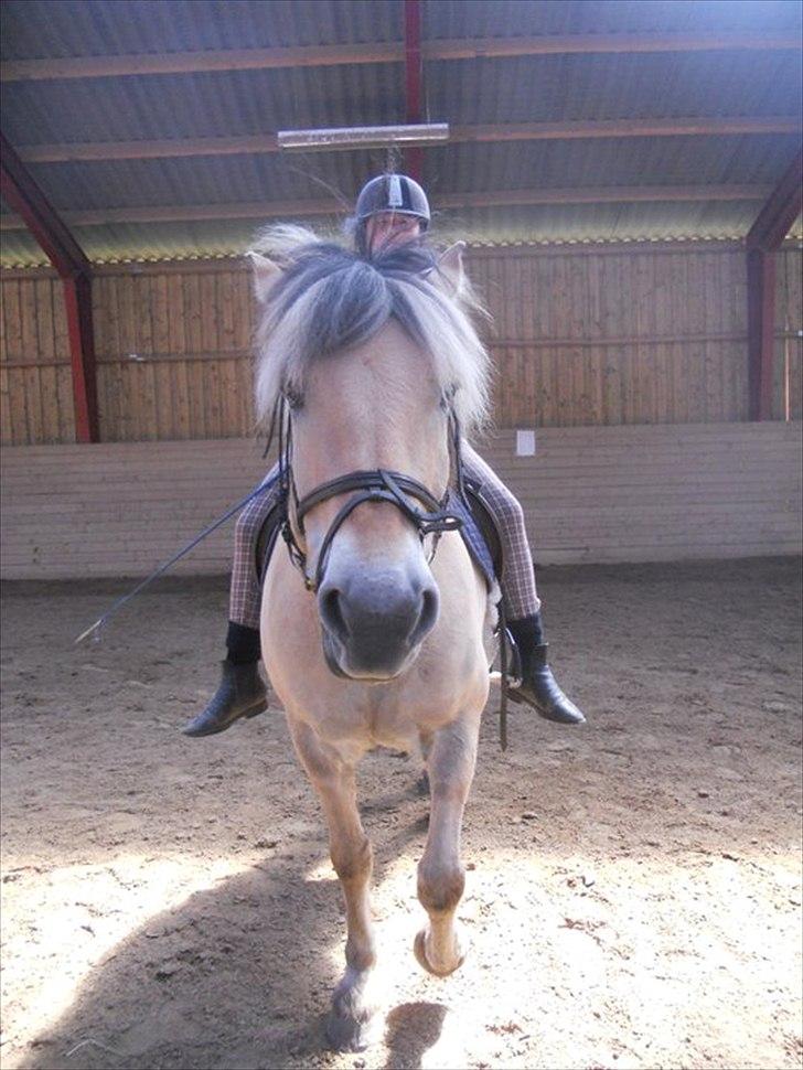 Fjordhest Claus - Hoved <3. (Foto:Lara) billede 4