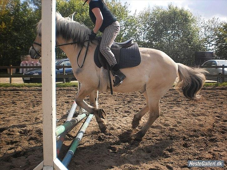 Fjordhest Claus - You are my unicorn you fly me to heaven .. <3
(Foto:Dicle Gøz) billede 10