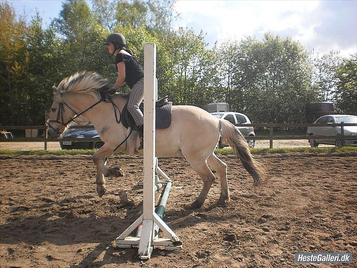 Fjordhest Claus - Spring min prins z<3 (Foto:Dicle Gøz) billede 11